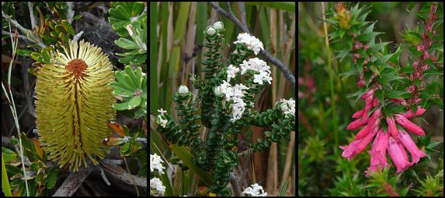 (45) Coastal Wildflowers.JPG